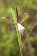 Rosebud Orchid (Cleistes bifaria)
