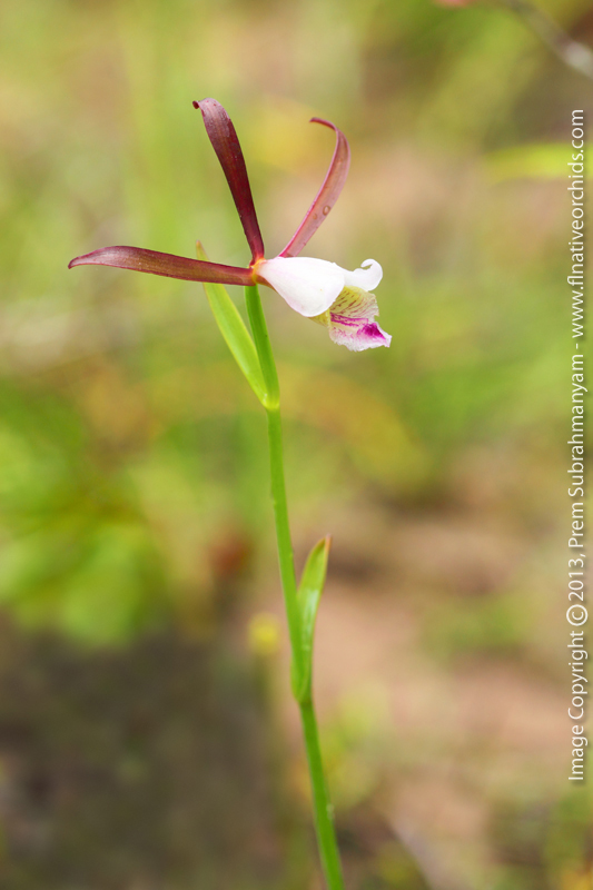 Rosebud Orchid (Cleistes bifaria)