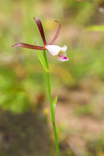 Rosebud Orchid (Cleistes bifaria)