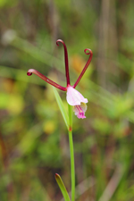 Rosebud Orchid (Cleistes bifaria)