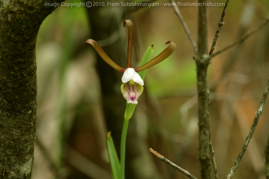 Rosebud Orchid (Cleistes bifaria)