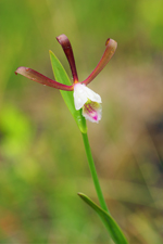 Rosebud Orchid (Cleistes bifaria)