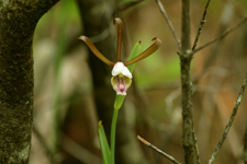 Rosebud Orchid (Cleistes bifaria)
