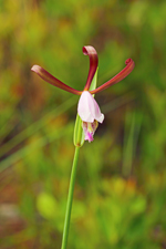 Rosebud Orchid (Cleistes bifaria)