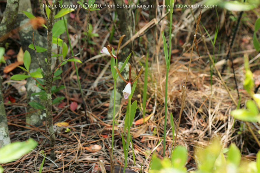 Rosebud Orchid (Cleistes bifaria)