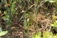 Rosebud Orchid (Cleistes bifaria)