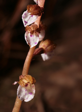 Spring Coralroot (Corallorhiza wisteriana) - flowering closeup