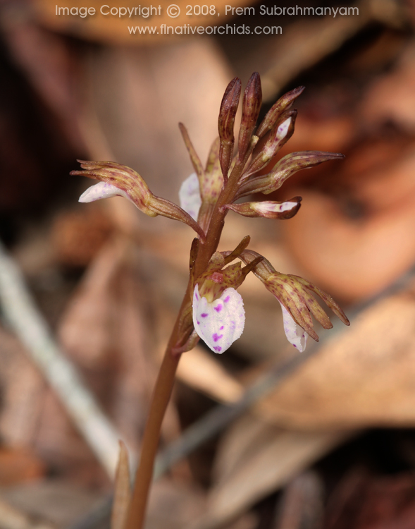 Spring Coralroot (Corallorhiza wisteriana) - flowering stem