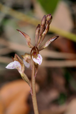 Spring Coralroot (Corallorhiza wisteriana) - flowering stem