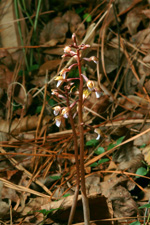 Spring Coralroot (Corallorhiza wisteriana) - two flowering stems