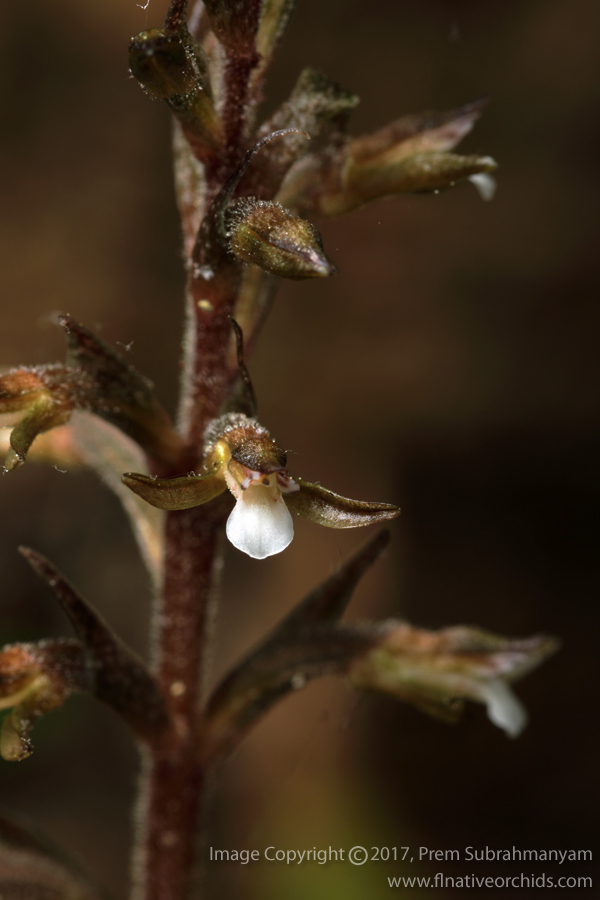 Speckled Ladies Tresses (Cyclopogon cranichoides) Flower Closeup