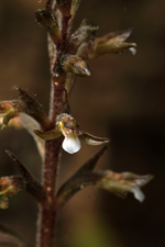 Speckled Ladies Tresses (Cyclopogon cranichoides) Flower Closeup