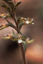 Speckled Ladies Tresses (Cyclopogon cranichoides) Flower Closeup
