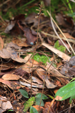 Speckled Ladies Tresses (Cyclopogon cranichoides) Plant.