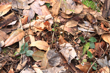 Speckled Ladies Tresses (Cyclopogon cranichoides) Flower Plants