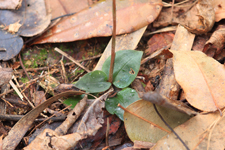 Speckled Ladies Tresses (Cyclopogon cranichoides) Leaves