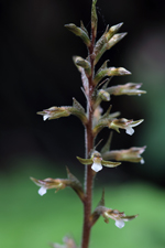 Speckled Ladies Tresses (Cyclopogon cranichoides) Flower Spike