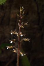 Speckled Ladies Tresses (Cyclopogon cranichoides) Flower Spike