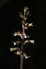Speckled Ladies Tresses (Cyclopogon cranichoides) Flower Spike