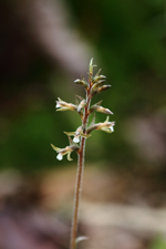 Speckled Ladies Tresses (Cyclopogon cranichoides) Flower Spike