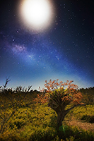 Cigar Orchid (Cyrtopodium punctatum) At Night