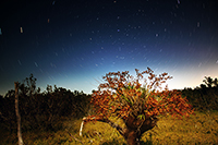 Cigar Orchid (Cyrtopodium punctatum) At Night with Star Trails
