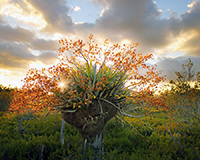Cigar Orchid (Cyrtopodium punctatum) At Sunset