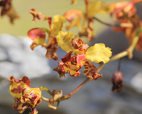 Cowhorn Orchid/Cigar Orchid (Cyrtopodium punctatum) - Flower Closeup.