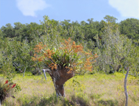 Cowhorn Orchid/Cigar Orchid (Cyrtopodium punctatum) - Large Plant In Situ