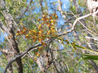 Cowhorn Orchid/Cigar Orchid (Cyrtopodium punctatum) - Single Spike.