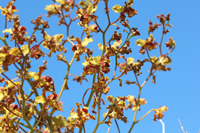 Cowhorn Orchid/Cigar Orchid (Cyrtopodium punctatum) - Spikes Against the Sky