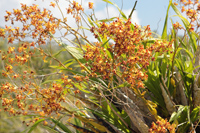 Cowhorn Orchid/Cigar Orchid (Cyrtopodium punctatum) - Large Plant In Situ: Spikes