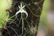 Ghost Orchid (Dendrophylax lindenii)