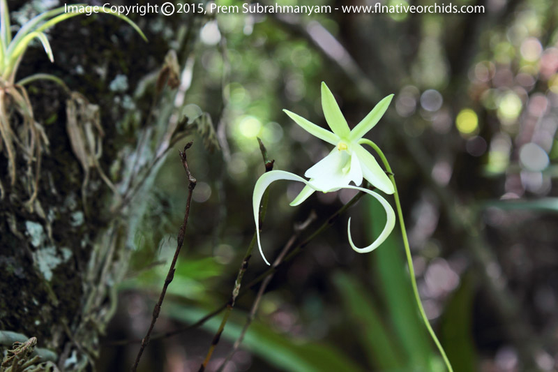 Ghost Orchid (Dendrophylax lindenii)