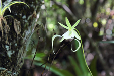 Ghost Orchid (Dendrophylax lindenii)