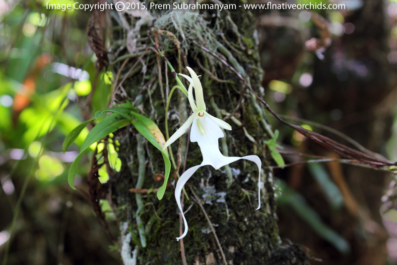 Ghost Orchid (Dendrophylax lindenii)