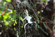Ghost Orchid (Dendrophylax lindenii)