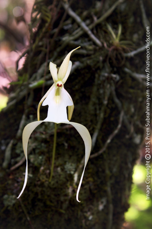 Ghost Orchid (Dendrophylax lindenii)