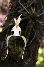 Ghost Orchid (Dendrophylax lindenii)