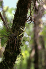 Ghost Orchid (Dendrophylax lindenii), June 2008.