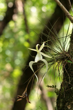 Ghost Orchid (Dendrophylax lindenii) flower, taken with natural light.