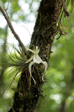 Ghost Orchid (Dendrophylax lindenii), June 2008.