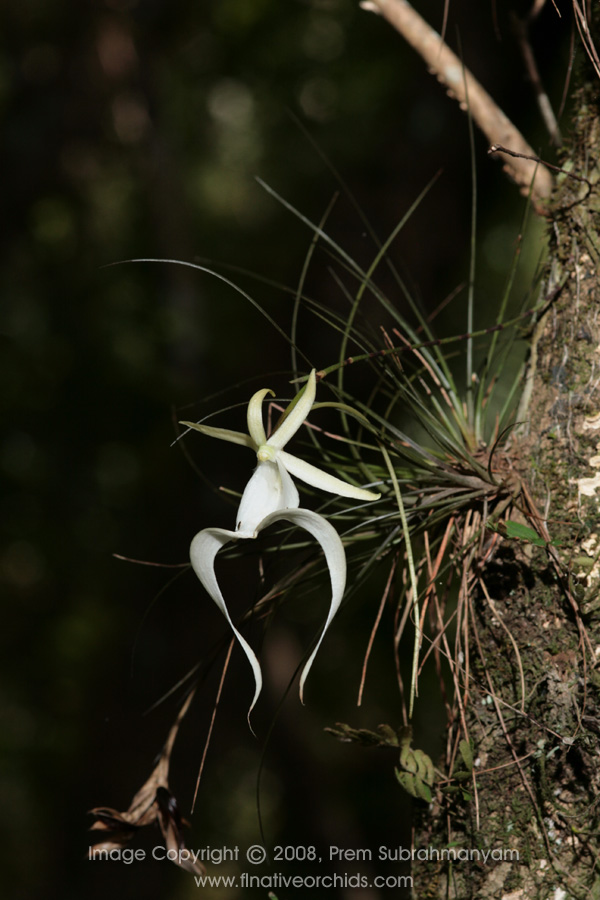 Ghost Orchid (Dendrophylax lindenii) flower.