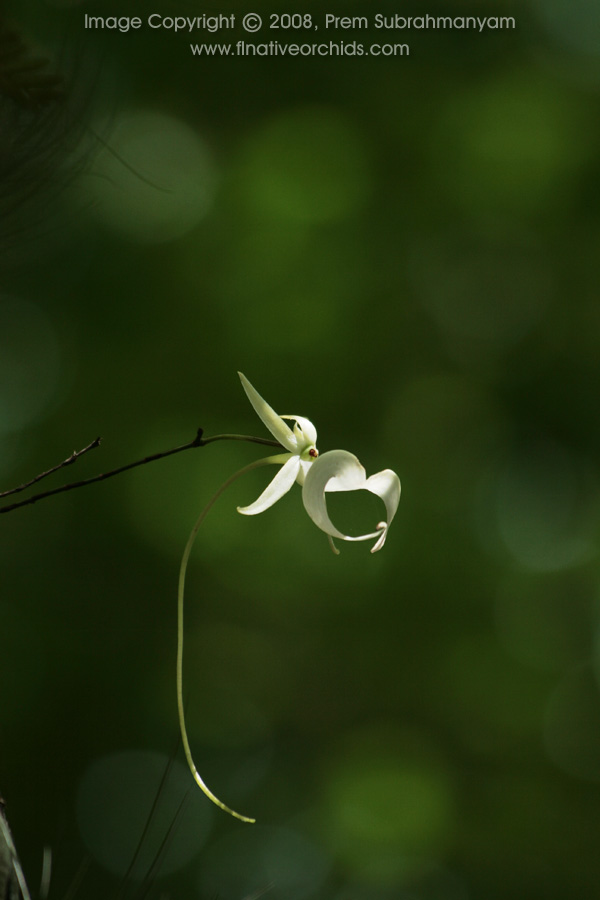 Ghost Orchid (Dendrophylax lindenii), Fakahatchee Strand, 2008 (upward telephoto shot)