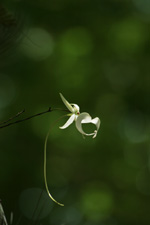 Ghost Orchid (Dendrophylax lindenii), Fakahatchee Strand, 2008 (upward telephoto shot)