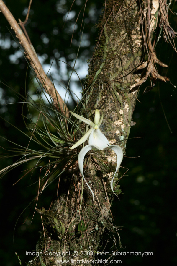 Ghost Orchid (Dendrophylax lindenii) flower with visible plant center in shot.