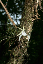 Ghost Orchid (Dendrophylax lindenii) flower with visible plant center in shot.