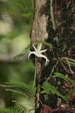 Ghost Orchid (Dendrophylax lindenii) - flower closeup. Upward telephoto shot.