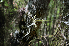 Ghost Orchid (Dendrophylax lindenii) - Flower in Profile