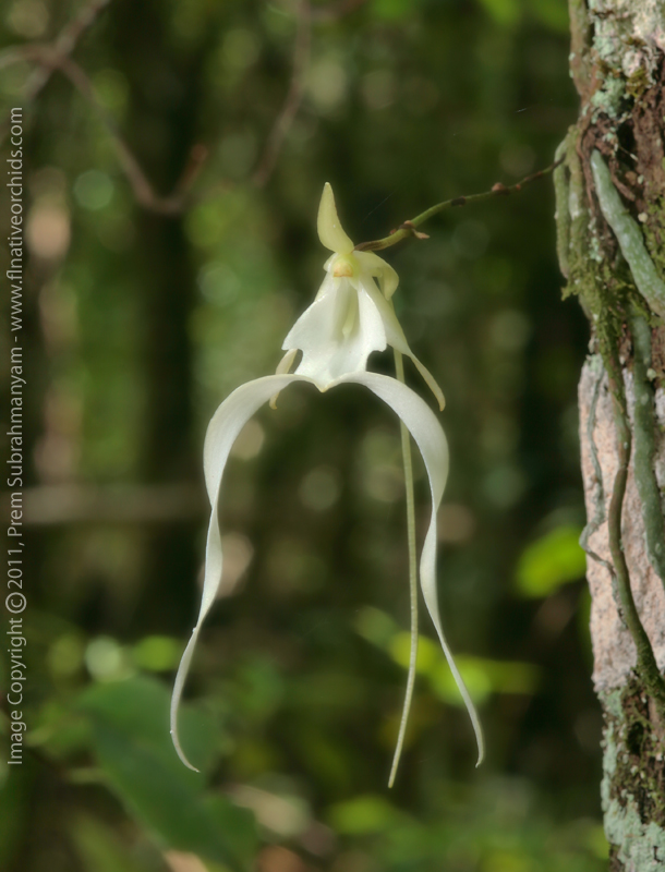 Ghost Orchid (Dendrophylax lindenii) - Single Flower Portrait